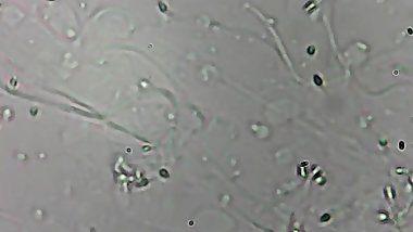 My lover's sperm