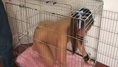 asian sexual pet